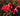 Close up of a cluster or smoky red orange roses  with green leaves and red blooms blurred in the background. 