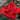A close-up of a vibrant red rose in full bloom, surrounded by soft-focus green leaves and foliage.