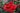 A close-up of a vibrant red rose in full bloom, surrounded by soft-focus green leaves and foliage.