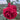 A close-up of a deep red rose bloom with layered petals, surrounded by green leaves and a softly blurred outdoor background.