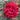 A close-up of a vibrant red ruffled rose bloom surrounded by dark green leaves.