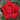 A close-up of a vibrant red rose in full bloom, surrounded by green leaves and a soft, blurred garden background.