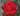 A close-up of a vibrant red rose in full bloom, surrounded by green leaves and a soft, blurred garden background.