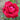 A close-up of a vibrant red rose bloom with layered petals, surrounded by green leaves and a softly blurred garden background.