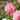 A close-up photograph of a light pink rose in full bloom, surrounded by green leaves and other pink roses in a garden setting with a soft, blurred background.