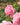A close-up photograph of a light pink rose in full bloom, surrounded by green leaves and other pink roses in a garden setting with a soft, blurred background.