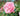 A close-up of a blooming pink rose with layered petals, surrounded by green leaves and a softly blurred garden background.
