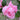 A close-up of a blooming pink rose with layered petals, surrounded by green leaves and stems.