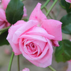 Coral Dawn
