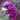 Close-up of a blooming rose bush with two vivid magenta-purple roses, a pale unopened bud, and green leaves against a softly blurred garden background.