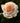 A close-up of a pale peach and cream rose with water droplets on its petals, set against a dark green garden background.