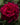 Deep red magenta rose with purple tipped outer petals against a background of green leaves.