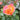 A close-up of a rose bloom with petals fading from pink at the edges to orange and yellow in the center, surrounded by green leaves and a soft blurred background.