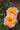 Two peach and yellow roses in full bloom with green leaves and a small unopened bud in the background.