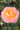 A single peach-pink rose bloom with a yellow-orange center, photographed in a garden with green leaves and blurred foliage in the background.