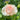 Close-up of a pink rose with green leaves in the background