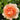 Peachy pink rose with water droplets on a green leafy background