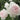 Close-up of two bulbous pink and white roses with green leaves in the background