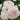Close up of a clusters of bulbous delicate pink rose blooms with blurred green back ground.