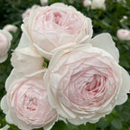 Earth Angel™ Parfuma®