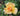 A close-up of a yellow-orange rose bloom with soft peachy-pink edges, surrounded by dark green leaves and a blurred garden background.