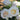 White roses with pale yellow centers blooming on a plant with green leaves, photographed outdoors with a softly blurred natural background.
