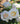 White roses with pale yellow centers blooming on a plant with green leaves, photographed outdoors with a softly blurred natural background.