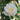 A close-up of a white rose bloom with a pale yellow center, surrounded by green leaves in a garden setting.