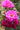 Close-up of vibrant pink roses with multiple fully opened blossoms and green buds, set against a softly blurred green garden background.