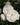White rose blooms with layered creamy-white petals surrounded by dark green leaves in a garden setting.