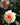 Two peach and cream roses with green foliage in a garden setting.