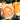 Orange and cream rose blooms on a garden bush with green leaves and soil in the background.