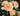 A close-up of peach and cream roses with green leaves in a garden setting.