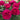 Vibrant magenta-pink roses in full bloom with green leaves in a garden setting.