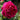 A close-up photograph of a vibrant magenta-pink rose bloom with layered petals, set against a soft-focus green garden background.