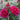 Close-up of pink roses with green leaves on a blurred background
