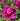 A close-up of a vibrant magenta-pink rose bloom surrounded by green leaves in an outdoor garden setting.