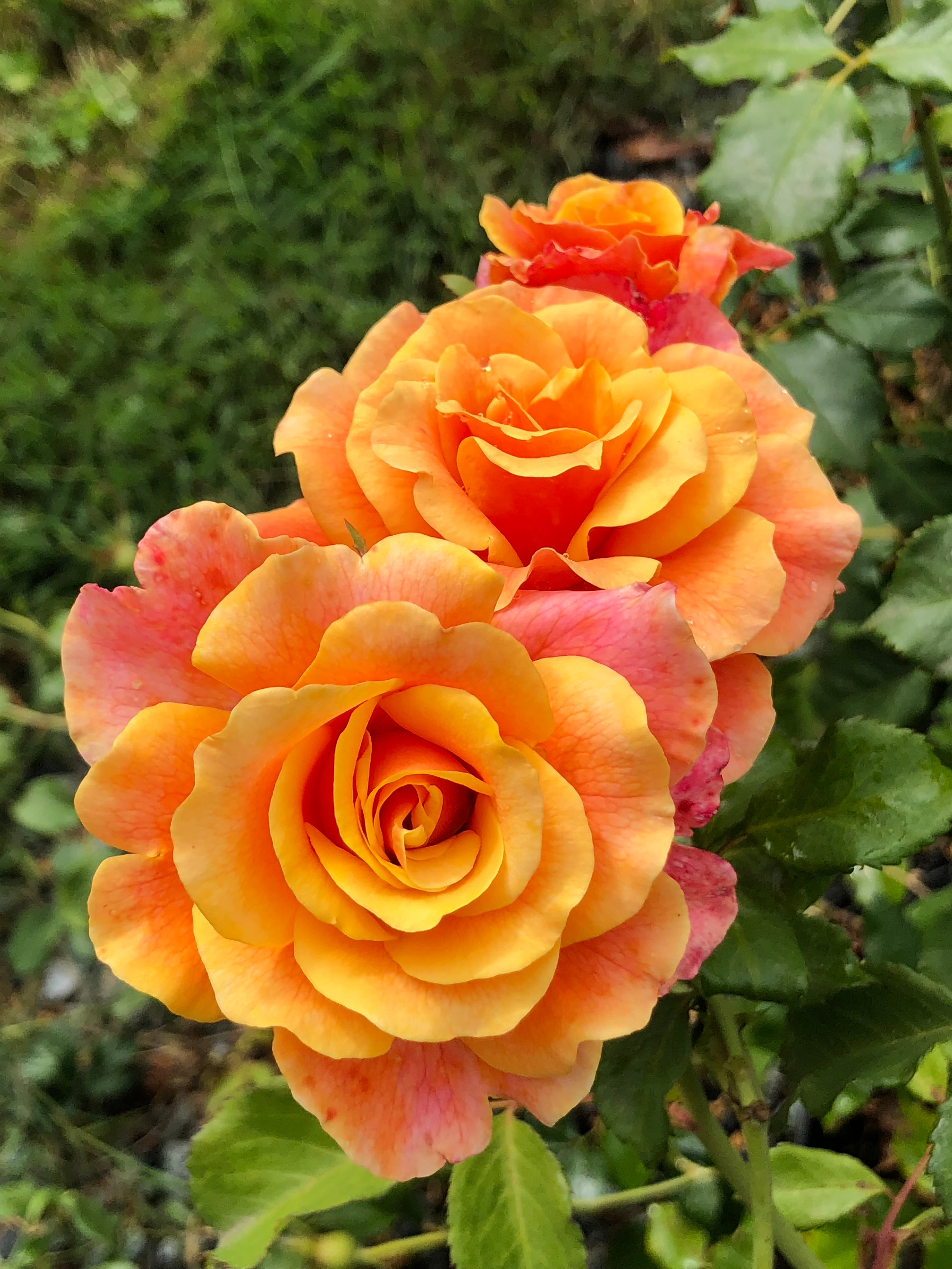 Googleand Roses Gold and Great | Bare Root Mail Order Roses | Lakeview Roses