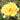 A close-up of a bright yellow rose in full bloom with a small bee on its center, set against a soft green garden background.