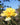 A close-up of a bright yellow rose in full bloom, set against a blurred garden background with blue sky and green foliage.