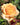 A close-up of a peachy yellow rose in full bloom with green and reddish foliage in the background.