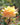 A close-up of a pale yellow-orange rose in bloom with green leaves, photographed outdoors against a softly blurred green and brown garden background.