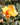 A close-up photograph of a vibrant yellow-orange rose in full bloom, surrounded by green leaves and a soft, blurred garden background.