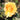 A close-up of a yellow-orange rose in bloom with green leaves and a softly blurred natural background.