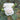 Close up of a creamy white rose with layered petals showing other white blooms and green leaves in the background. 