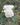 Close up of a creamy white rose with layered petals showing other white blooms and green leaves in the background. 