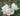 A close-up of white roses in bloom with green leaves, photographed outdoors against a softly blurred garden background.