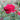 A vibrant red rose in full bloom with green leaves and buds, photographed in a garden setting with a soft, blurred background.