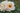 Two pale cream roses with yellow-orange centers and green leaves, photographed outdoors against a blurred green background.