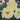 Three pale yellow rose blooms with dark green leaves in a garden setting.